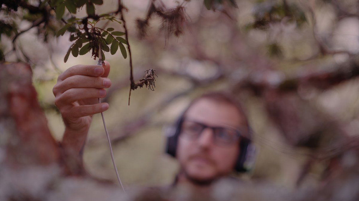 Biosonificación de plantas